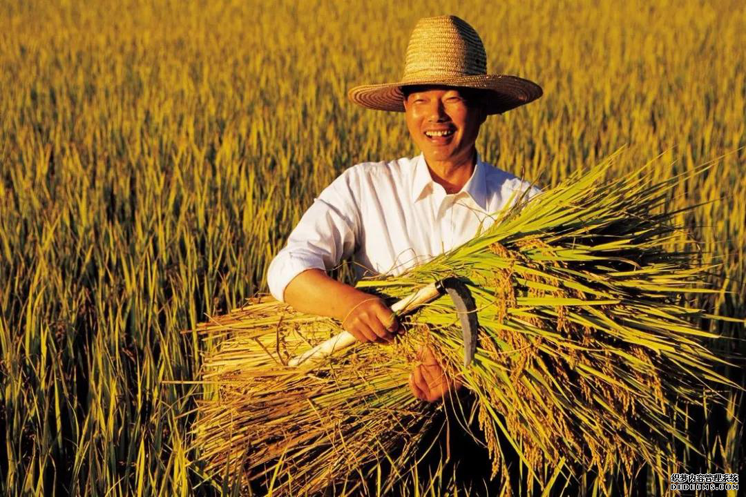 中国农业70年：粮食安全是如何实现的？